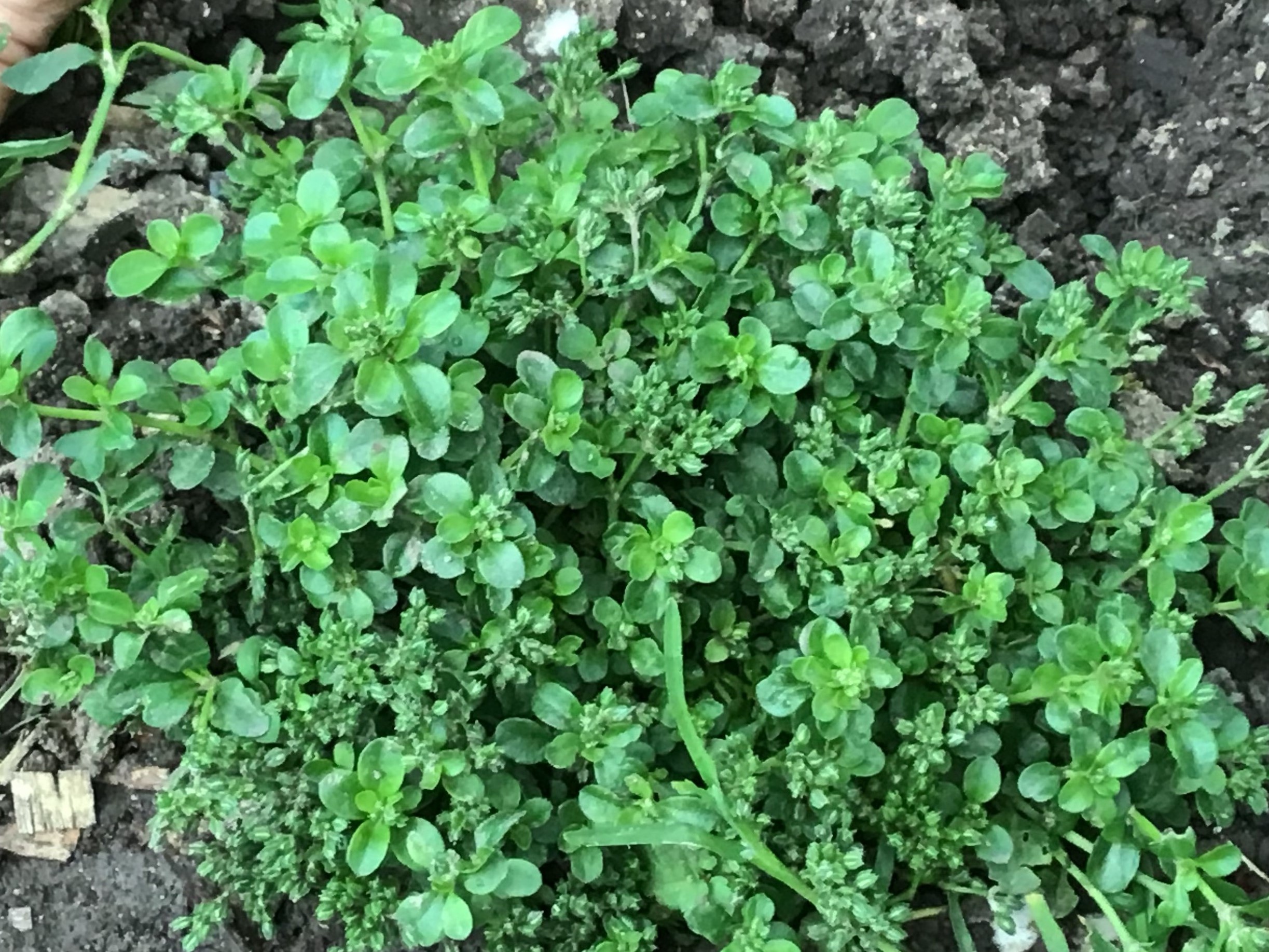 Annexe IMG_0897 (3).jpg