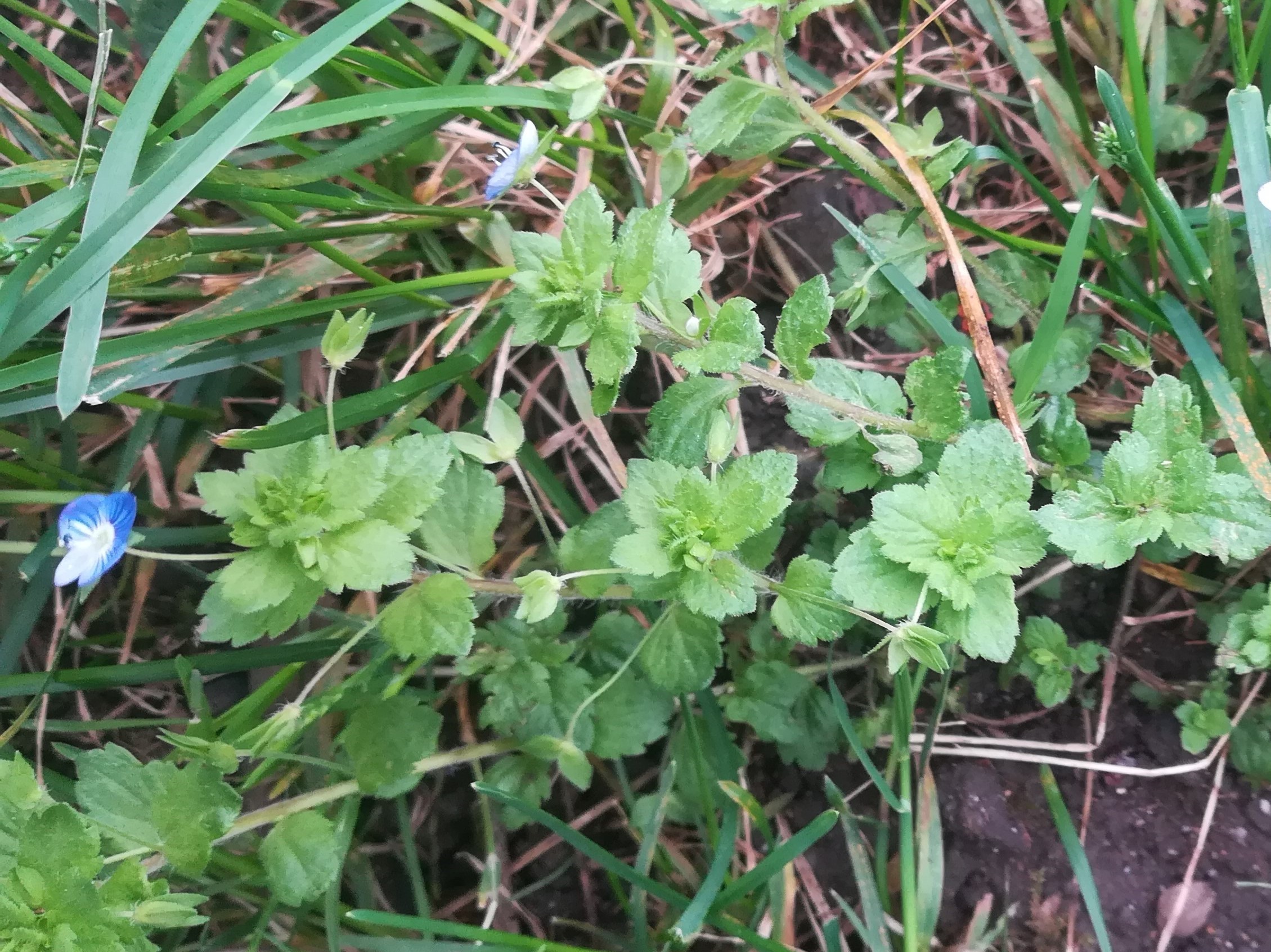 Annexe IMG_20200430_144359 (4).jpg