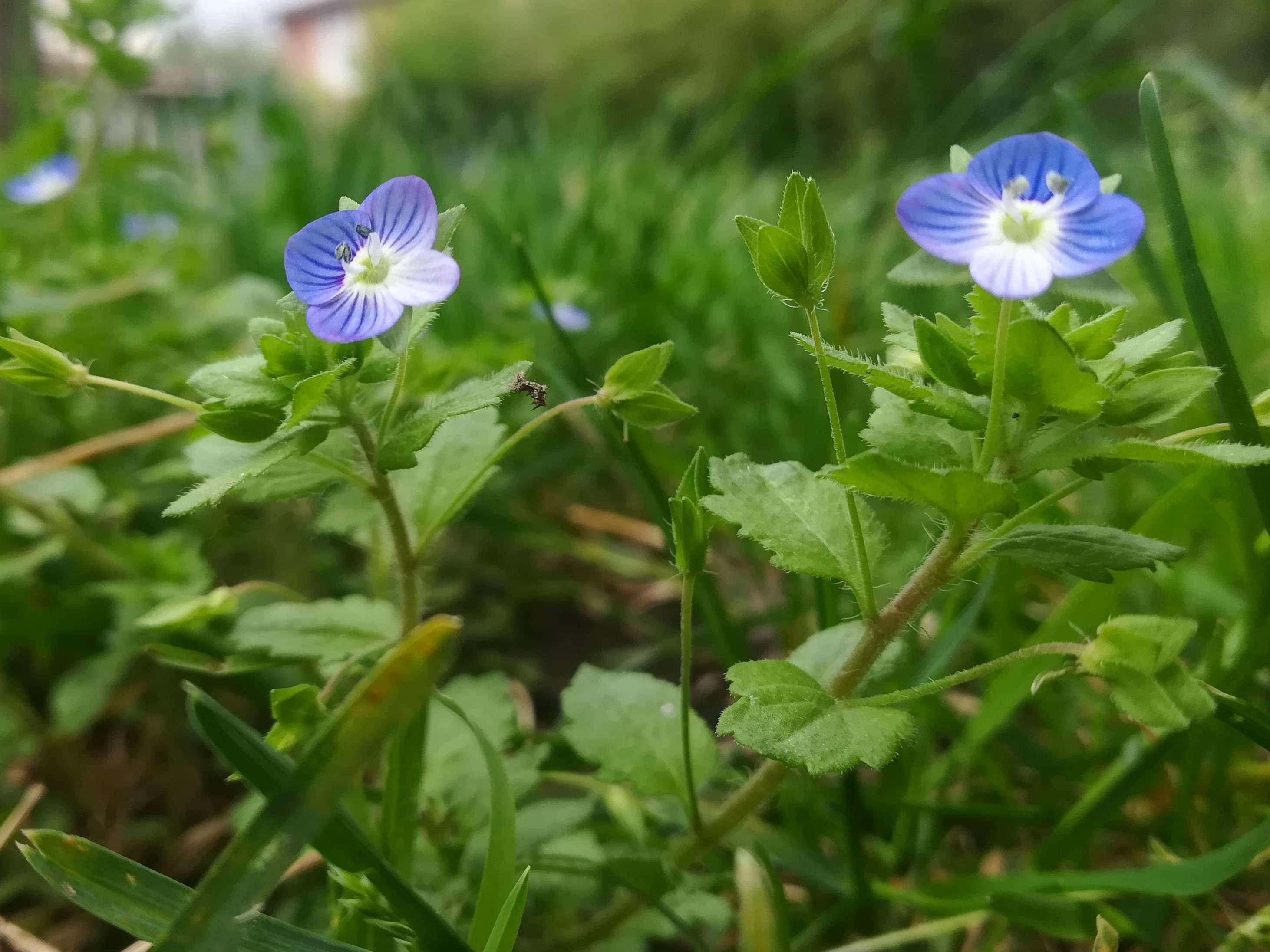 Annexe IMG_20200430_144433.jpg