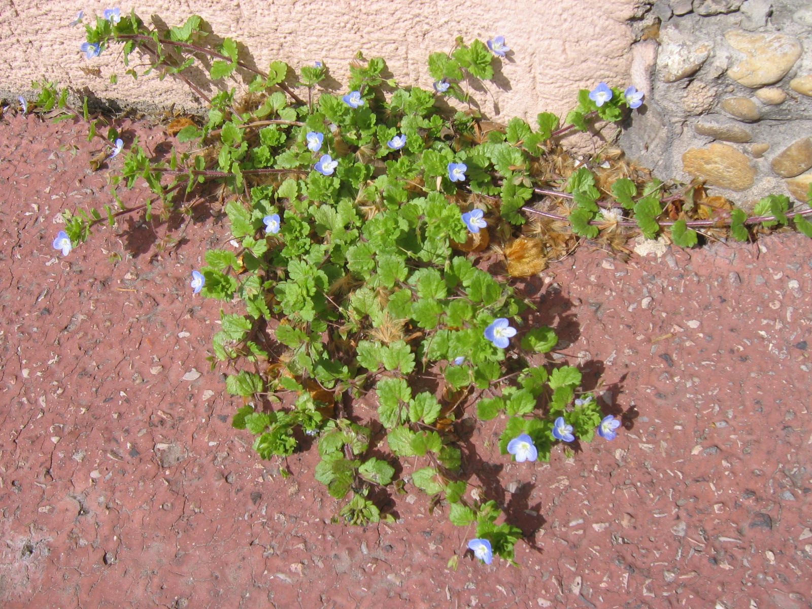 Annexe httpsapi.tela-botanica.orgimg000032837O.jpg