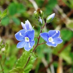 Annexe httpsapi.tela-botanica.orgimg001473659CRS.jpg