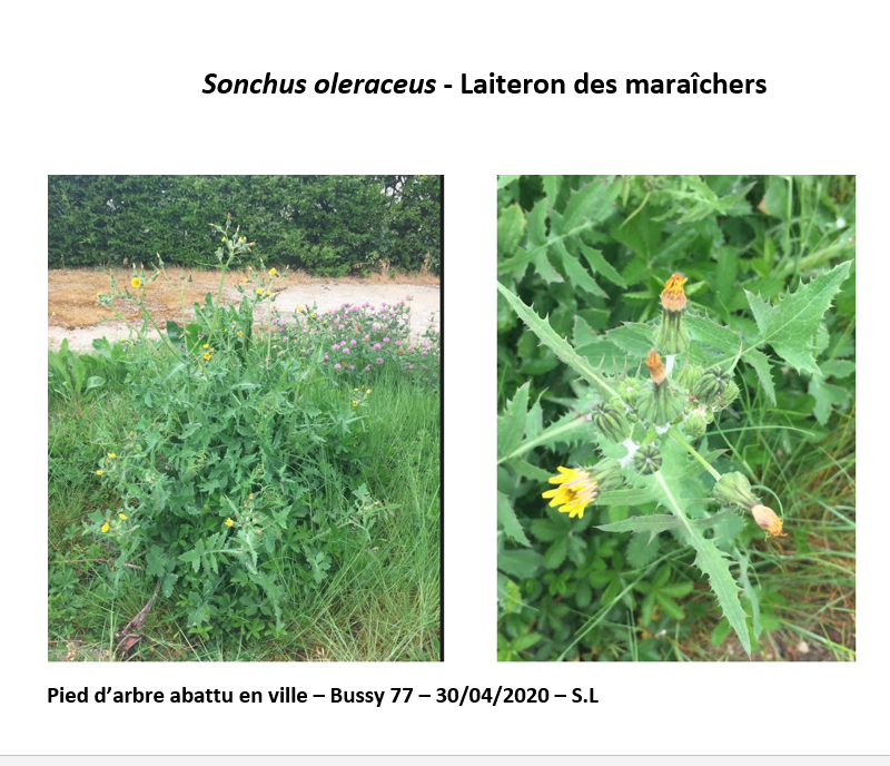 Annexe Laiterondesmaraichers.png