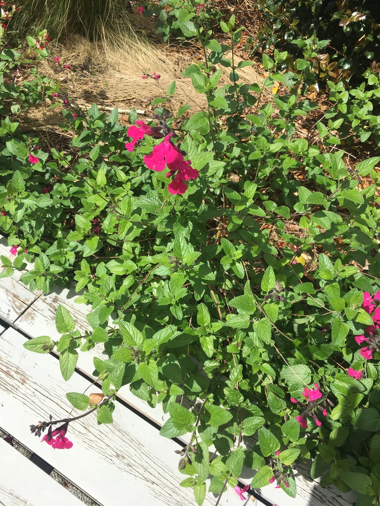 Annexe 0B265D0B-5E39-4FF1-A8E0-AC236E1ADA24_1_105_c.jpeg