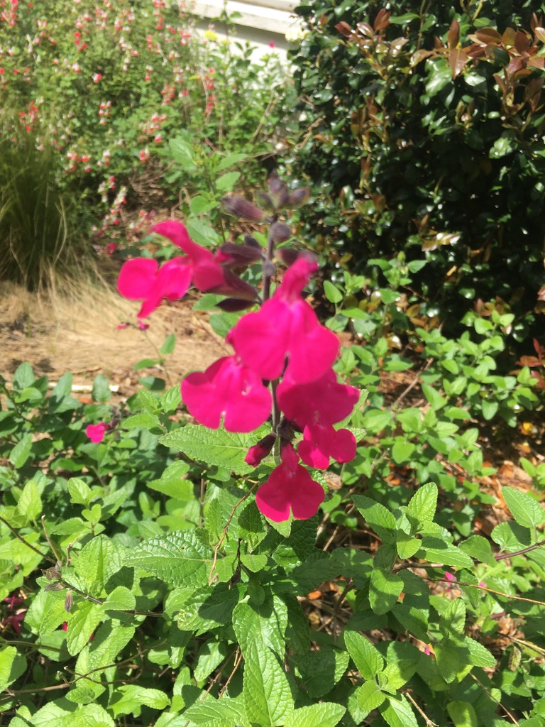 Annexe 6094FDCF-2DAE-42AD-A907-C2713A13371B_1_105_c.jpeg