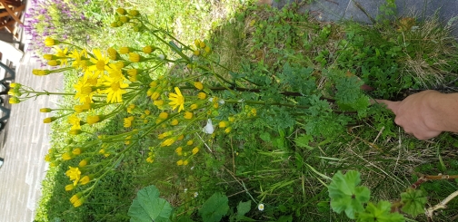 Annexe 20200430_161037.jpg