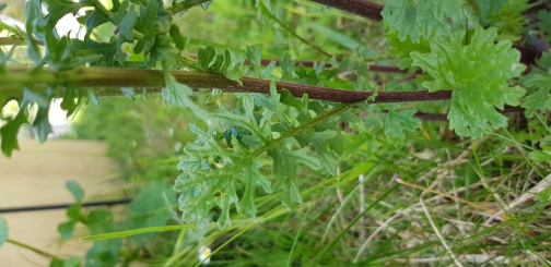 Annexe 20200430_161119.jpg