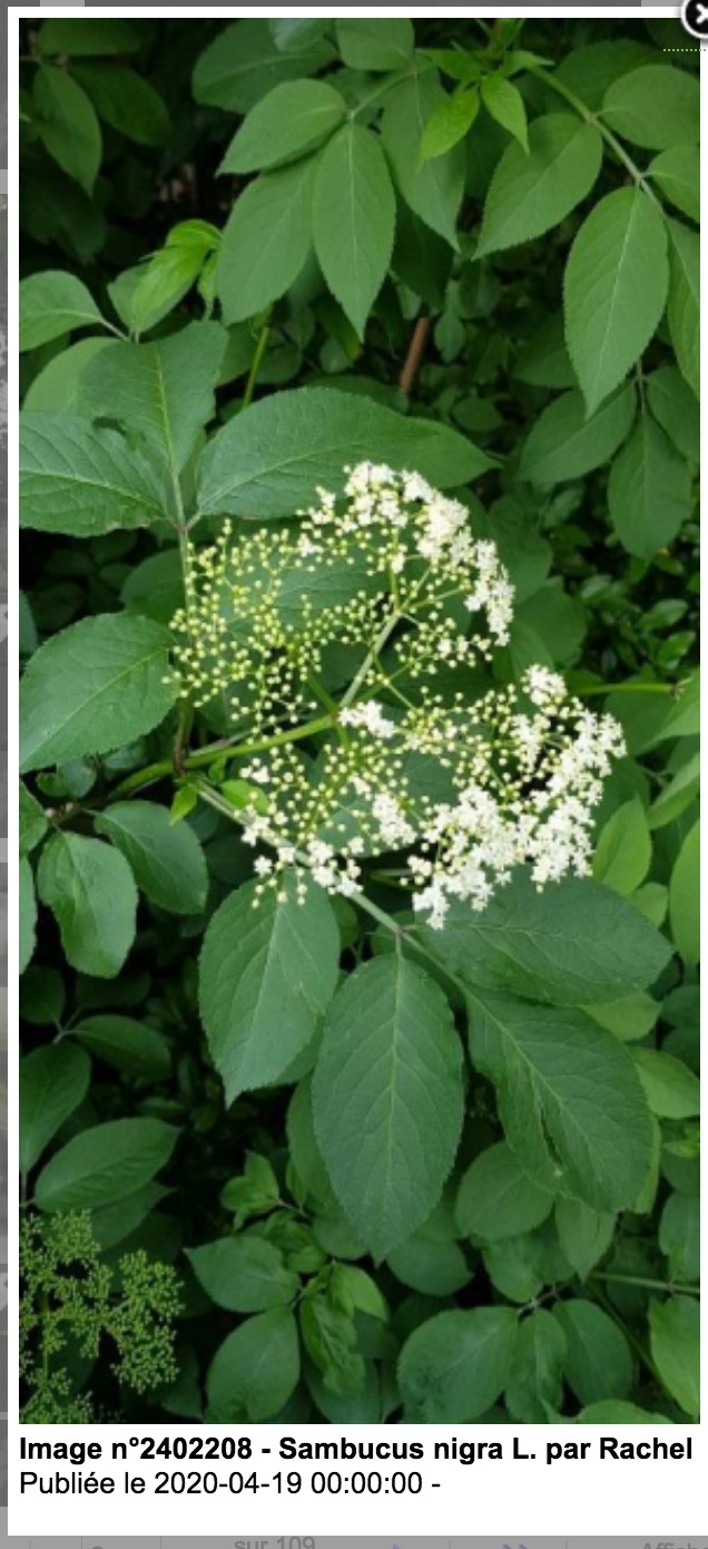 Annexe Screen Shot 2020-04-30 at 16.40.52.jpg