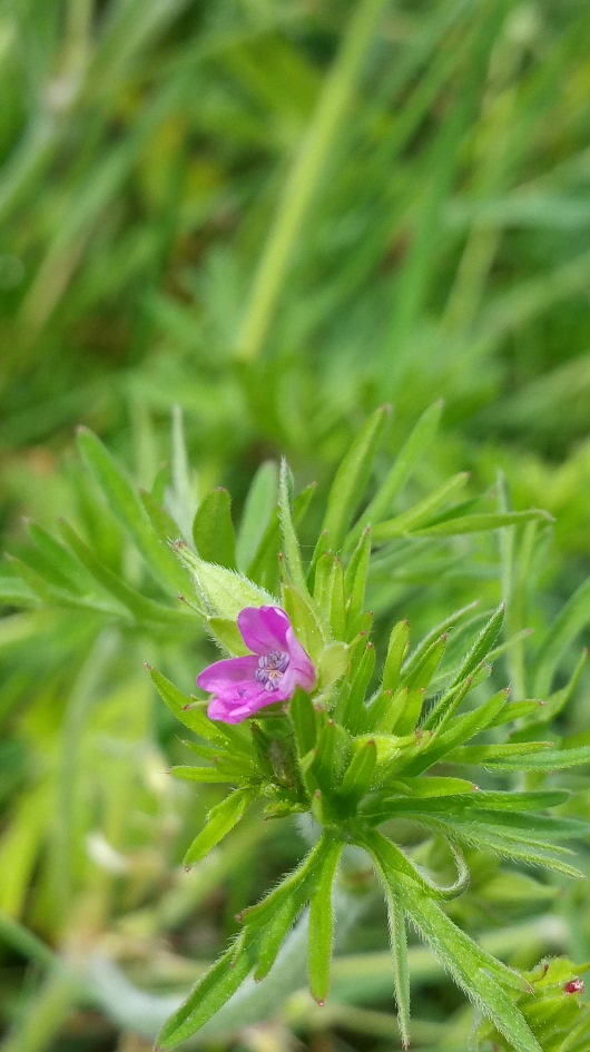 Annexe 2020-04-30 17.13.23.jpg