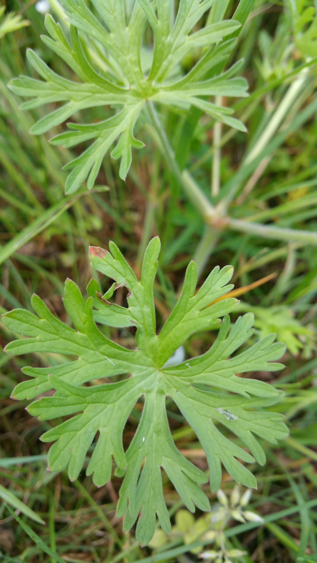 Annexe 2020-04-30 17.14.55.jpg