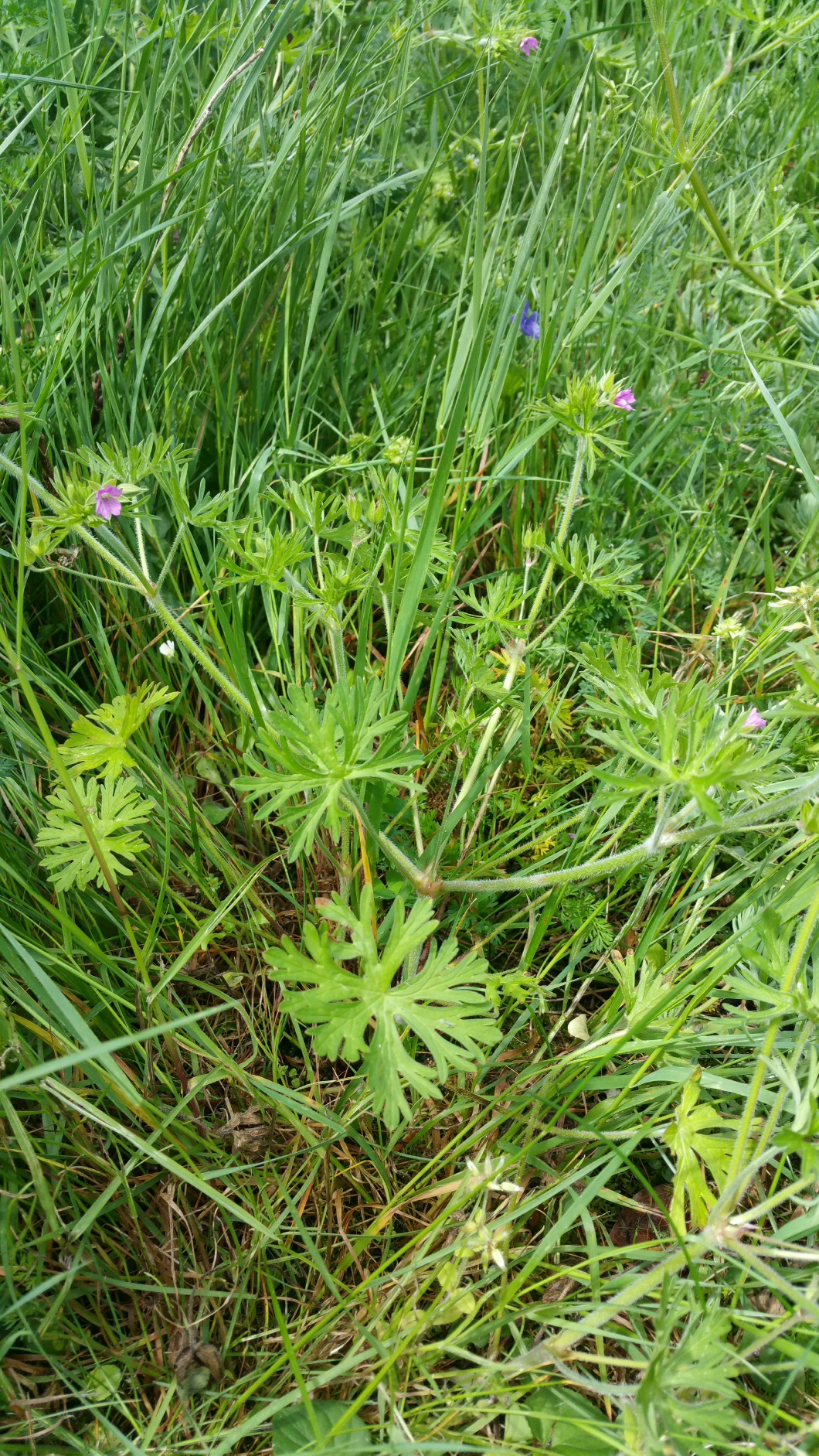 Annexe 2020-04-30 17.15.25.jpg