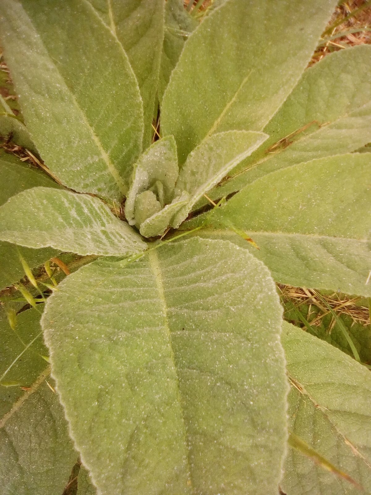 Annexe IMG-20200430-WA0007.jpg