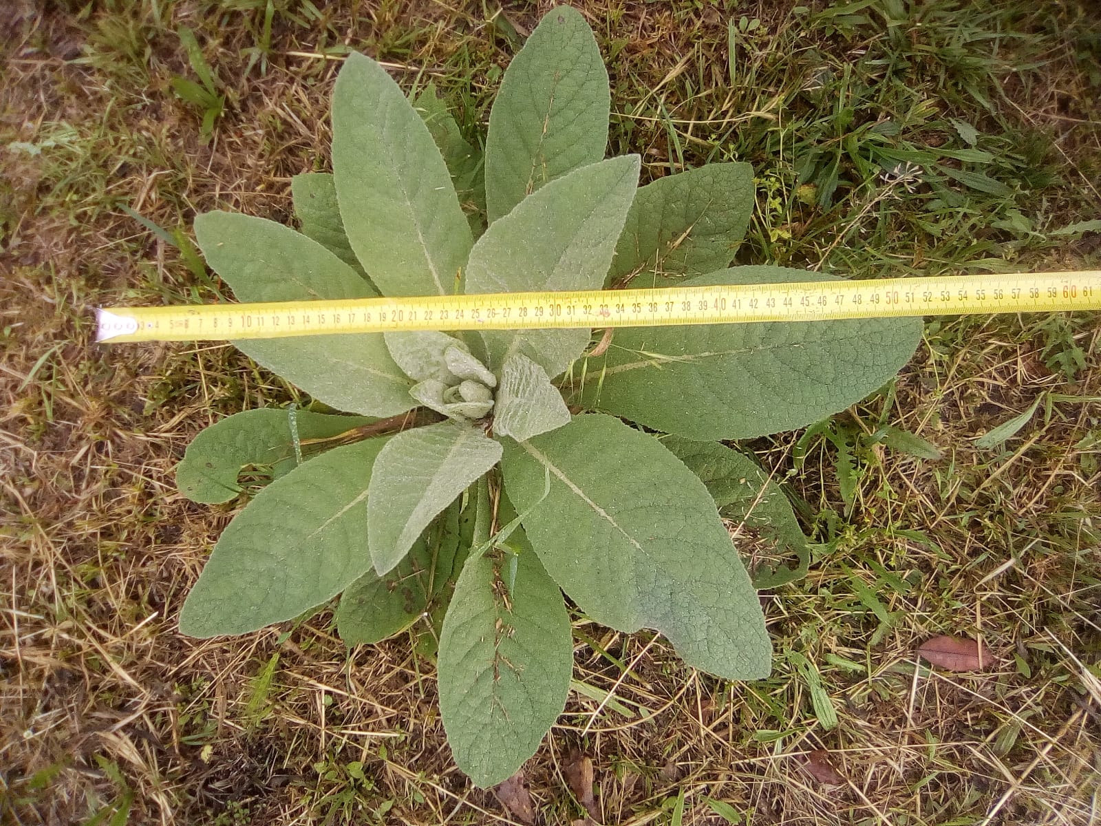 Annexe IMG-20200430-WA0009.jpg