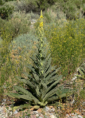 Annexe 300px-Verbascum_thapsus_3.jpg