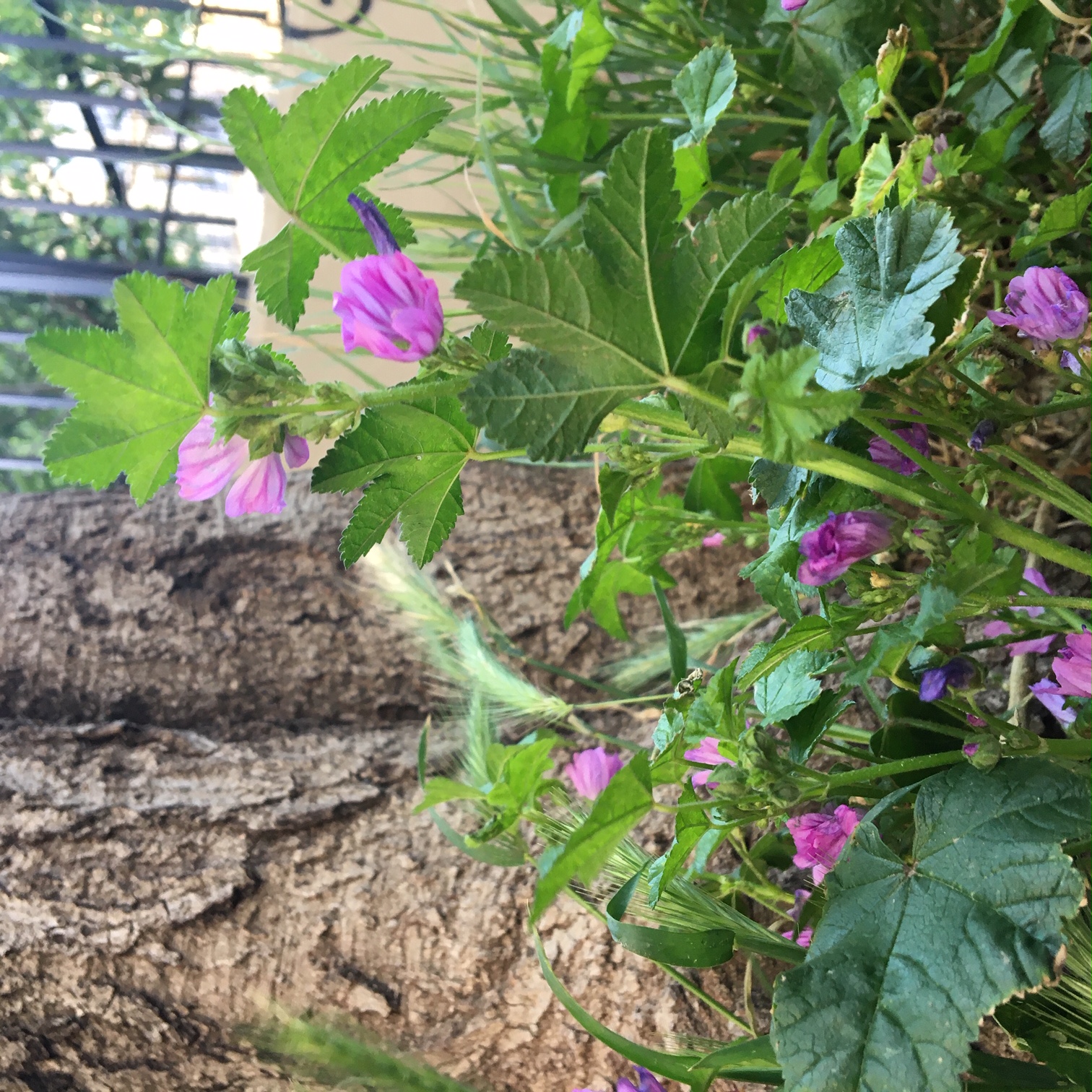 Annexe Malva Sylvestris_1.JPG