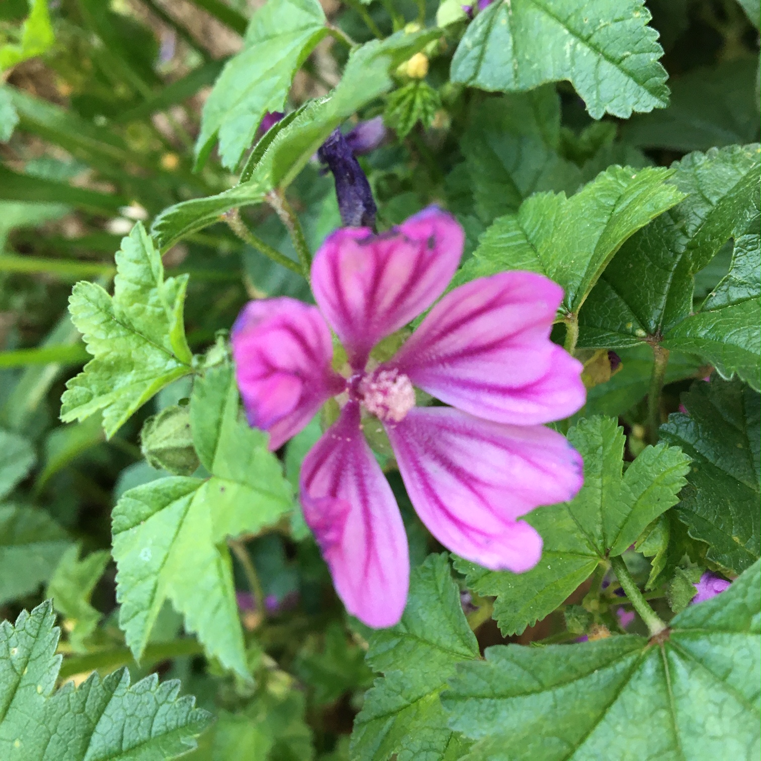 Annexe Malva Sylvestris_2.JPG