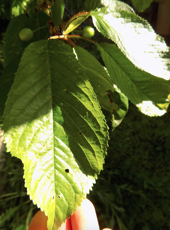 Annexe Cerisier_feuille.png