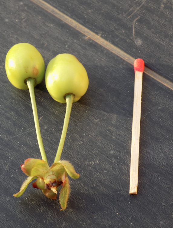 Annexe Cerisier_fruit.png