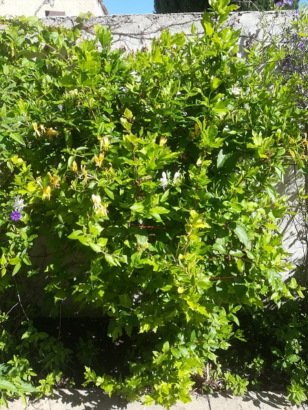 Annexe IMG_20200429_102001.jpg