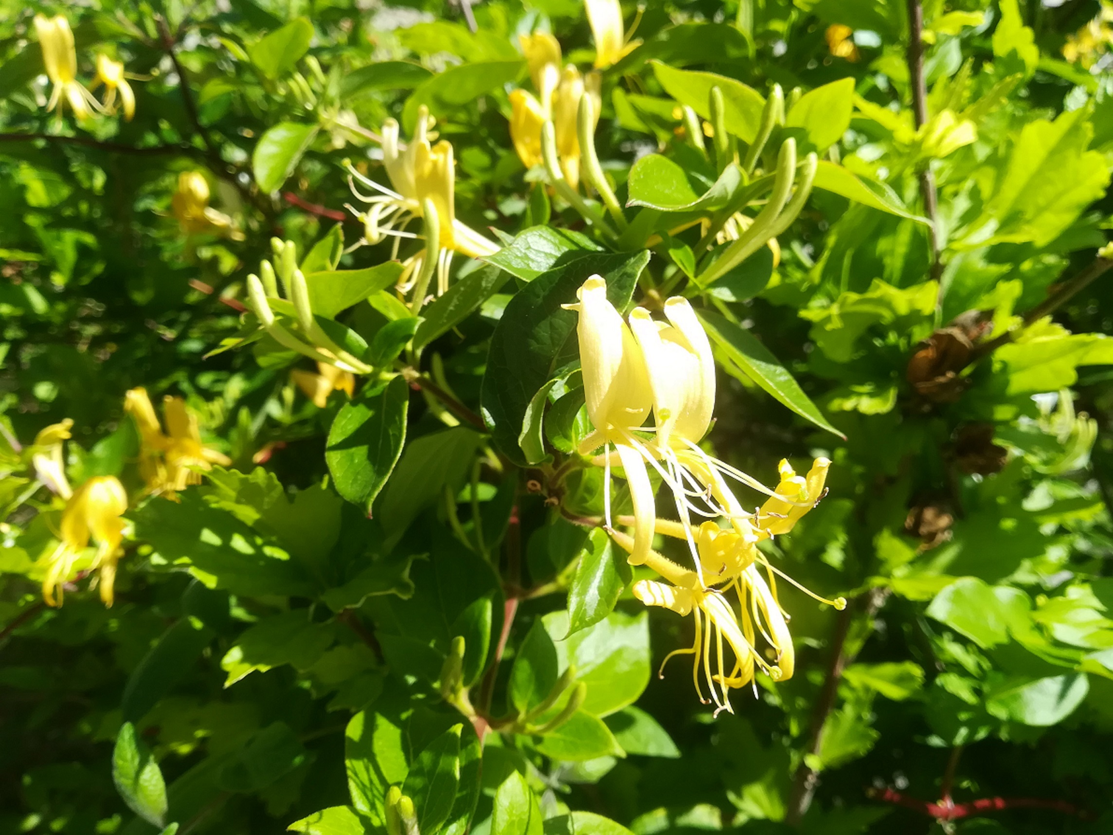 Annexe IMG_20200429_102026.jpg