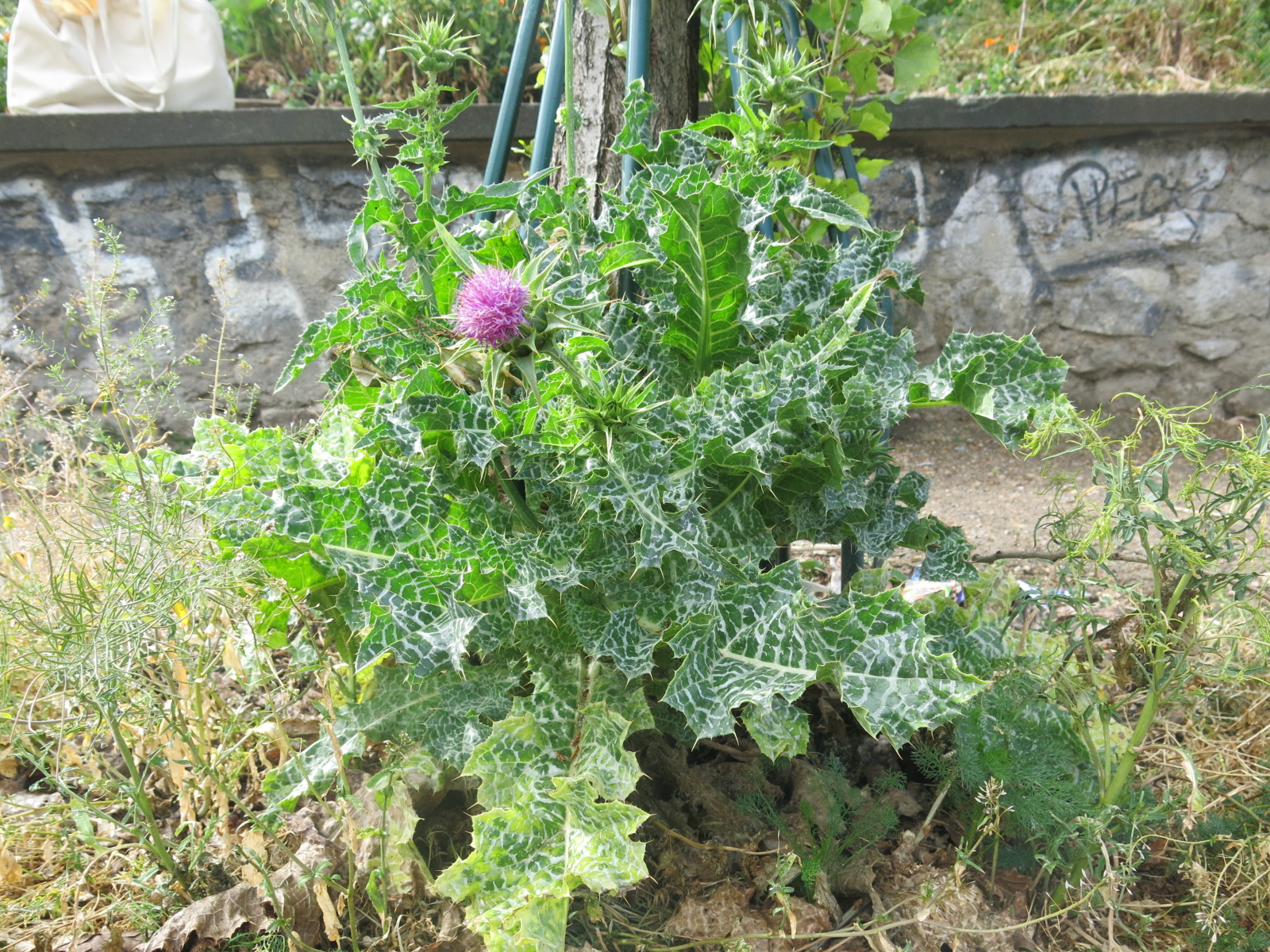 Annexe 0-plan général.jpg