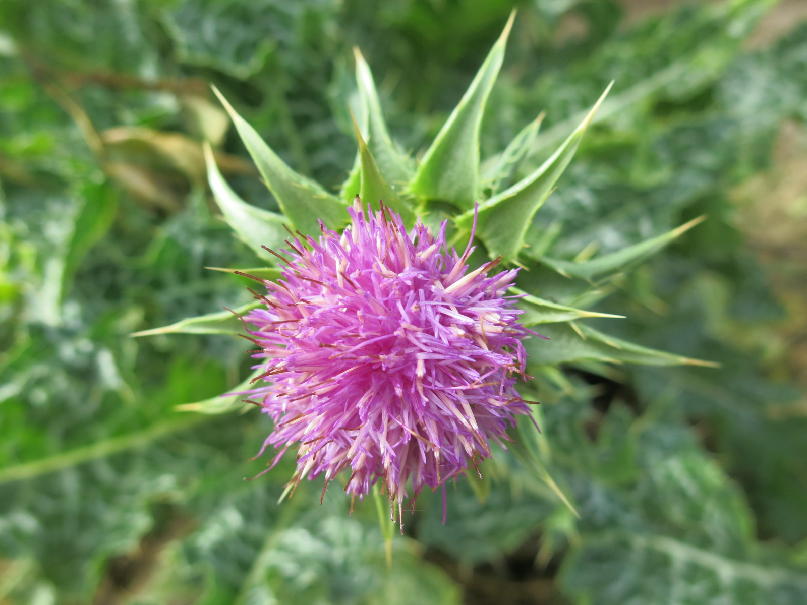 Annexe 1-Gros plan inflorescence.jpg