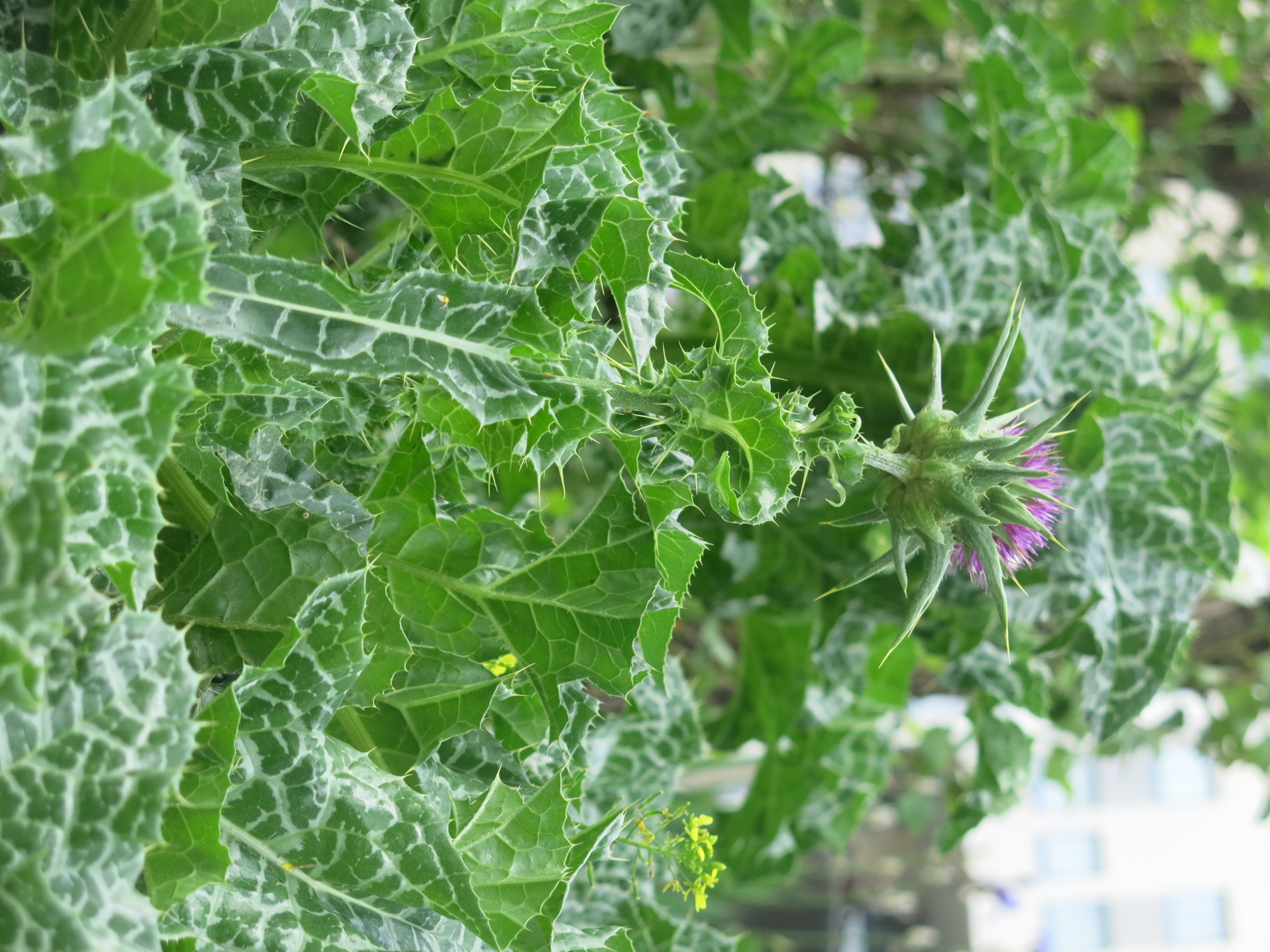 Annexe 3-vue dessous.jpg