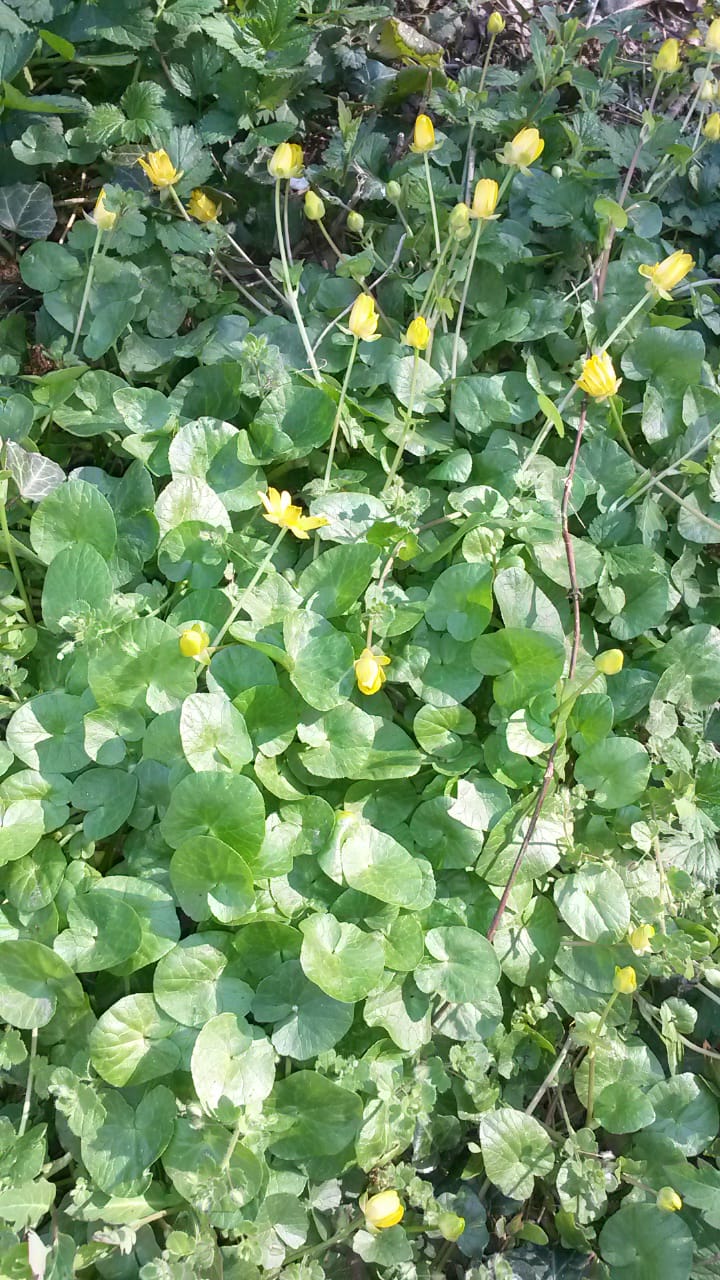 Annexe Unknown-2.jpeg