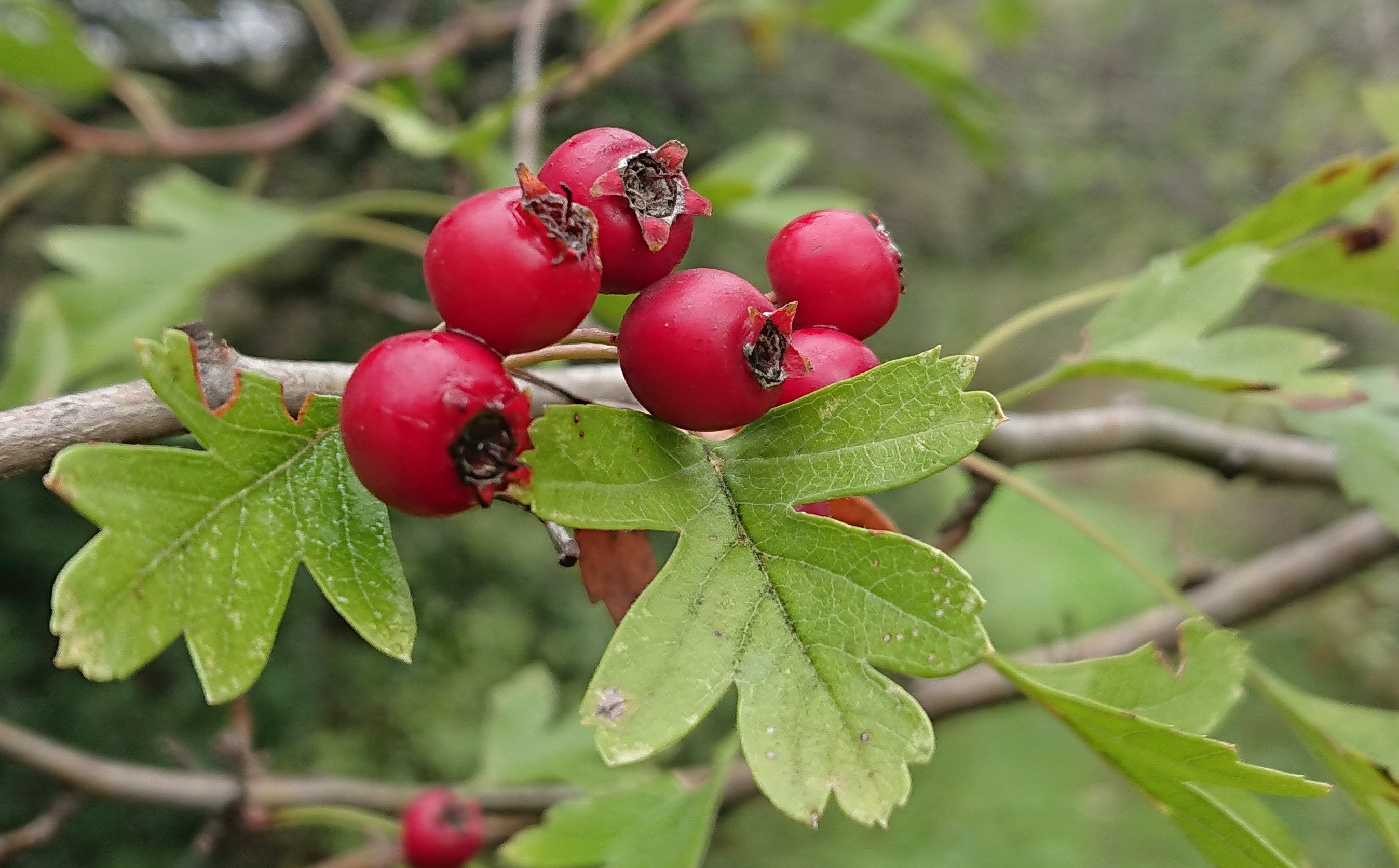 Annexe DSC_2935_.jpg