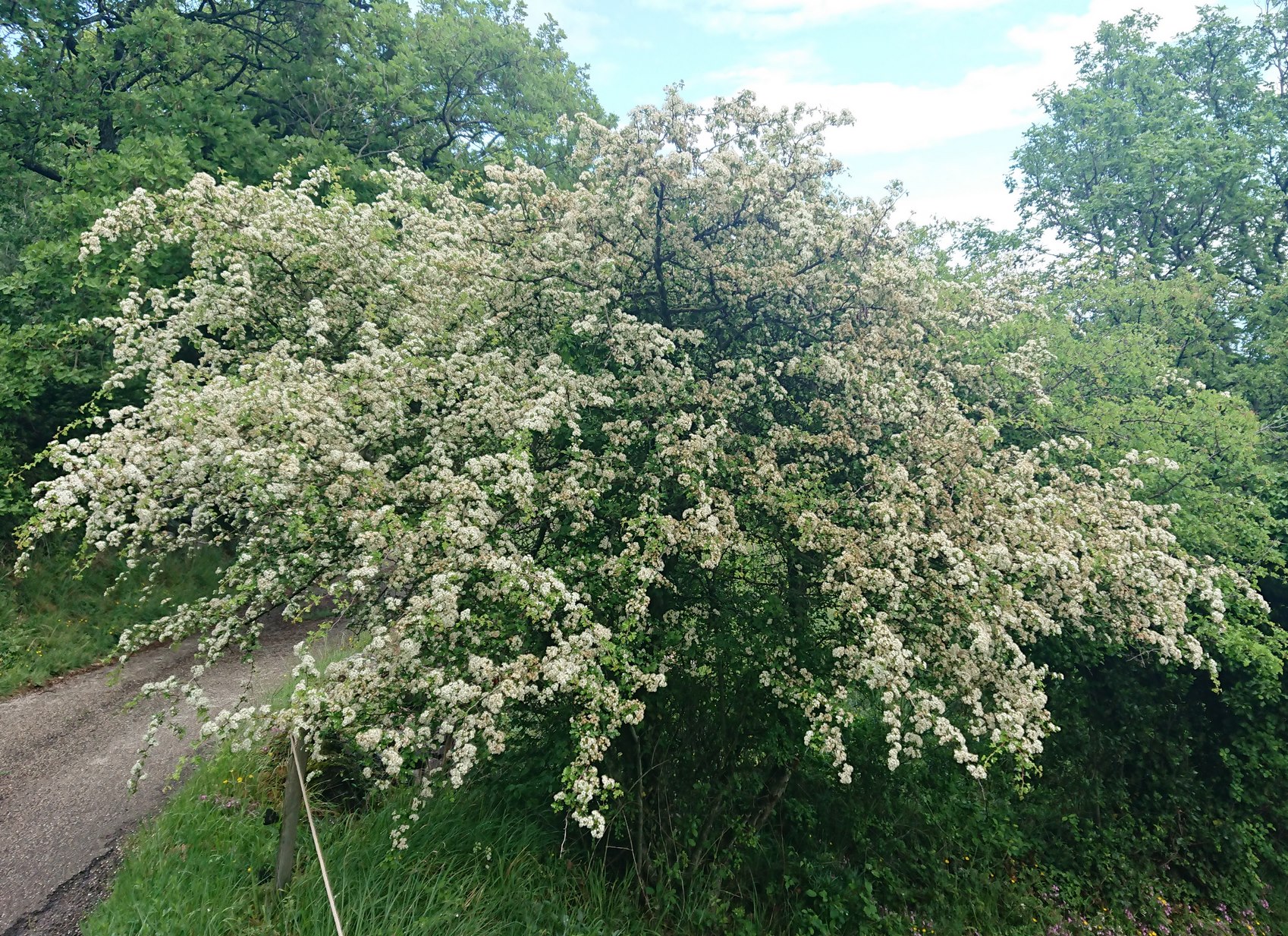 Annexe DSC_5587__ (Copier).jpg