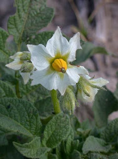 Annexe mooc botanique.2.jpg