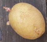 Annexe mooc botanique.3.jpg