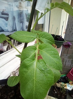 Annexe mooc botanique.jpg