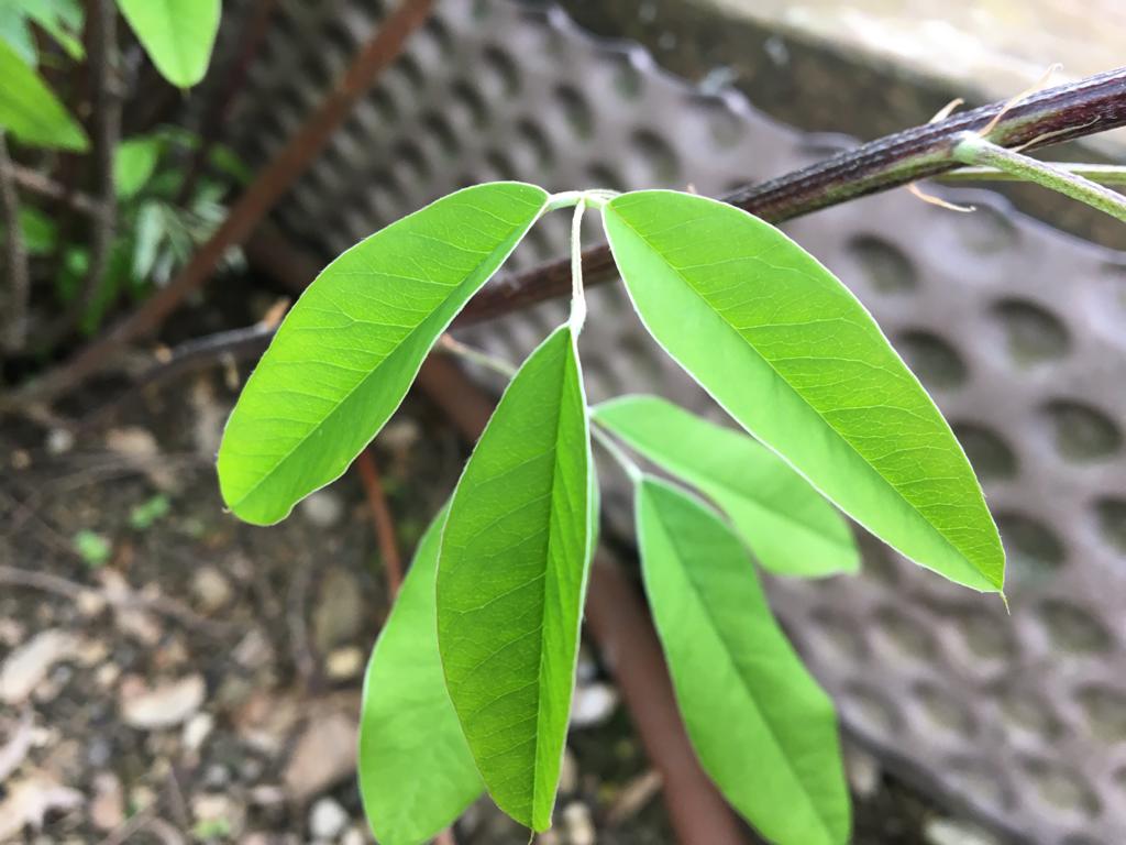 Annexe Lespedeza thunbergii (1).jpeg