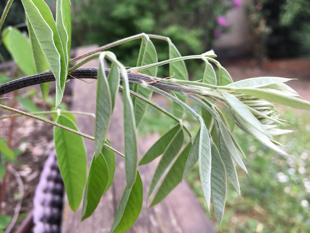 Annexe Lespedeza thunbergii 3.jpeg