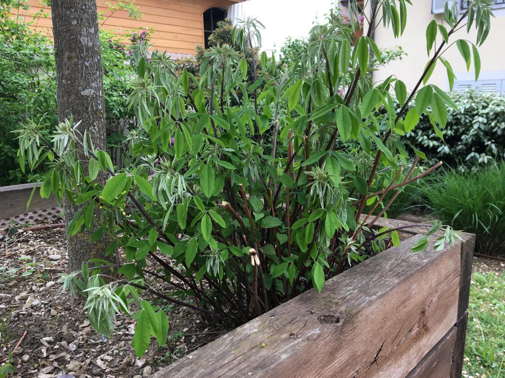 Annexe Lespedeza thunbergii.jpeg