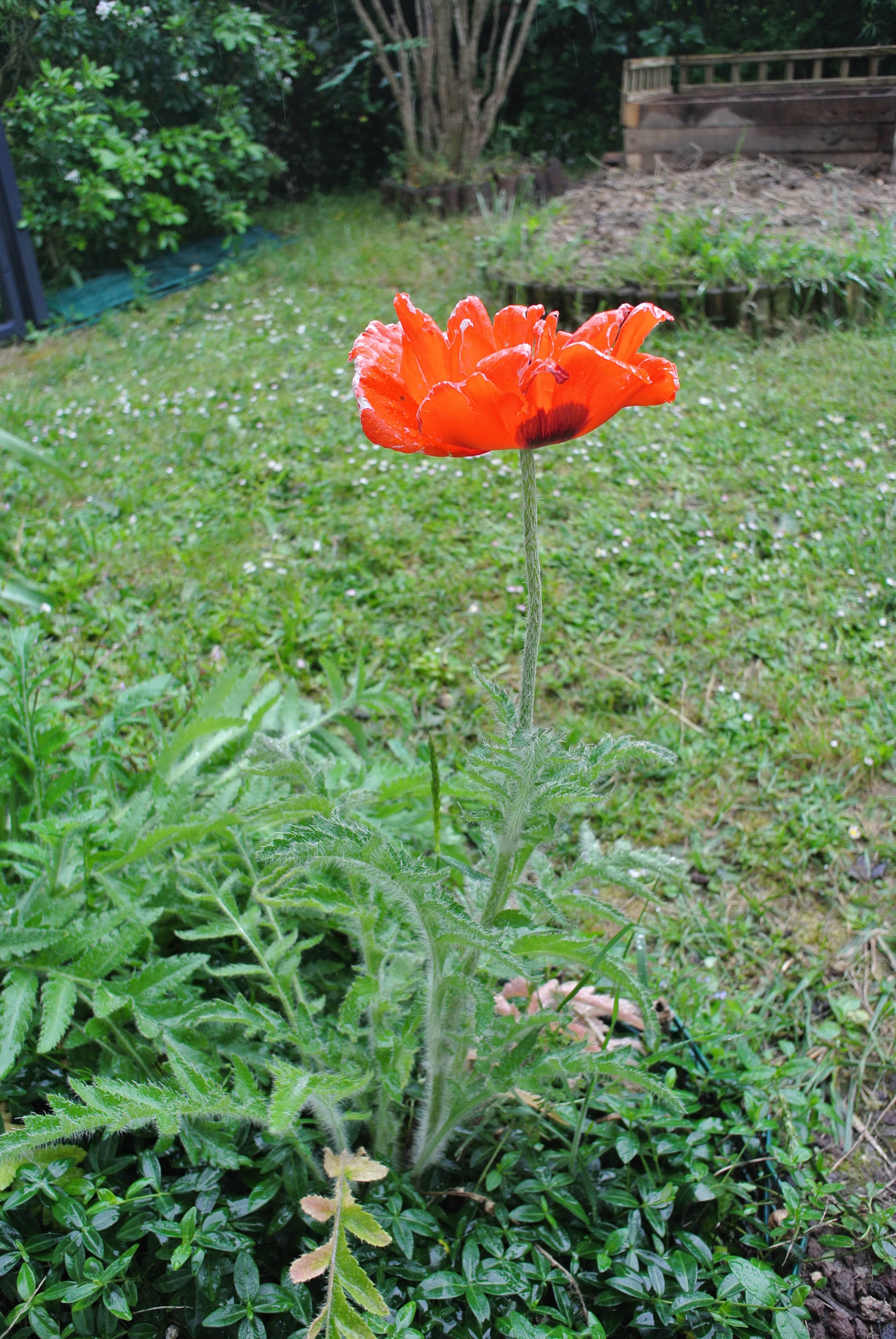 Annexe DSC_3159-min.JPG