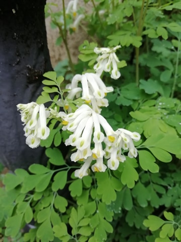 Annexe corydalis 3.jpg