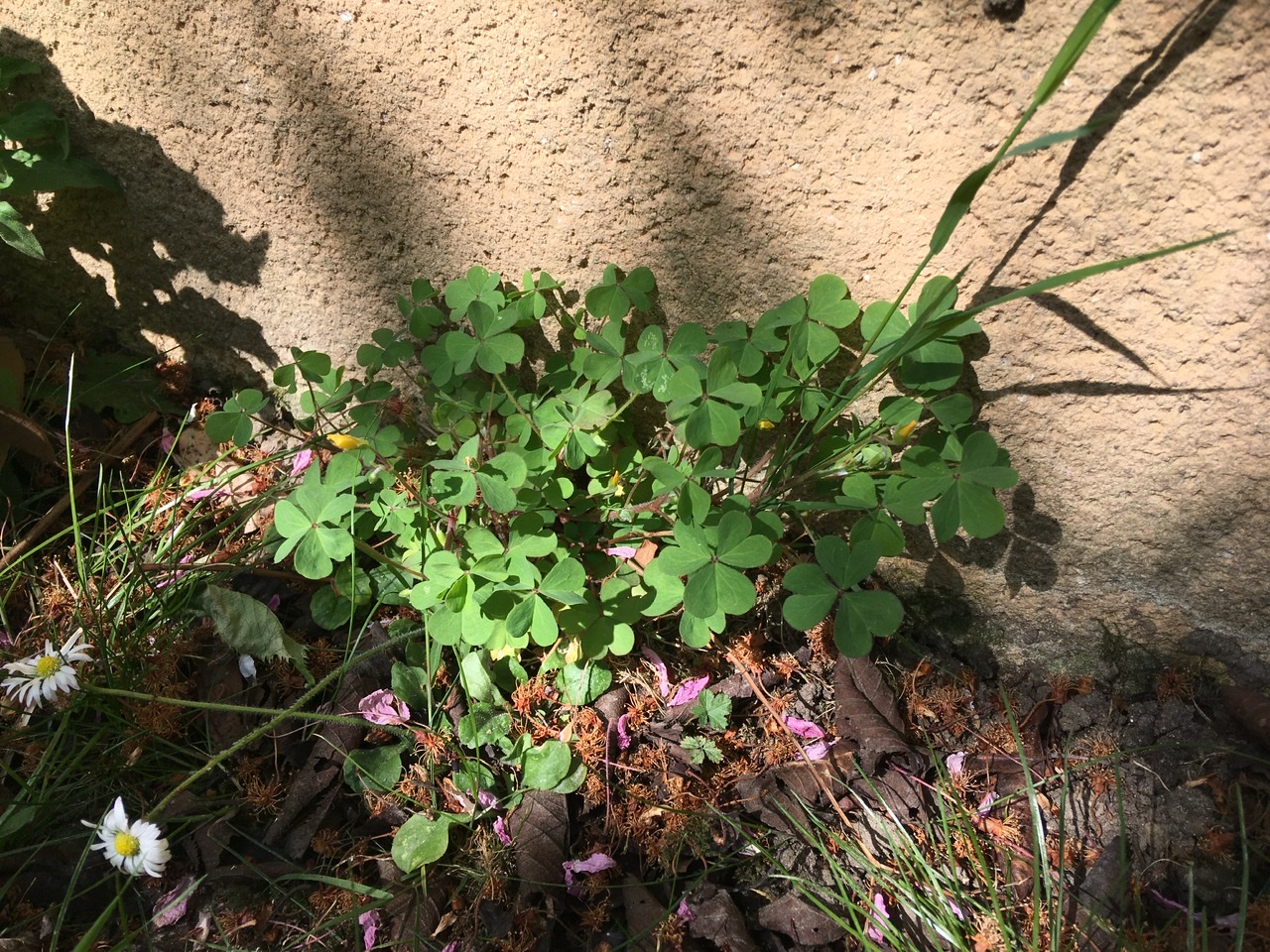 Annexe Vue d’ensemble.jpeg