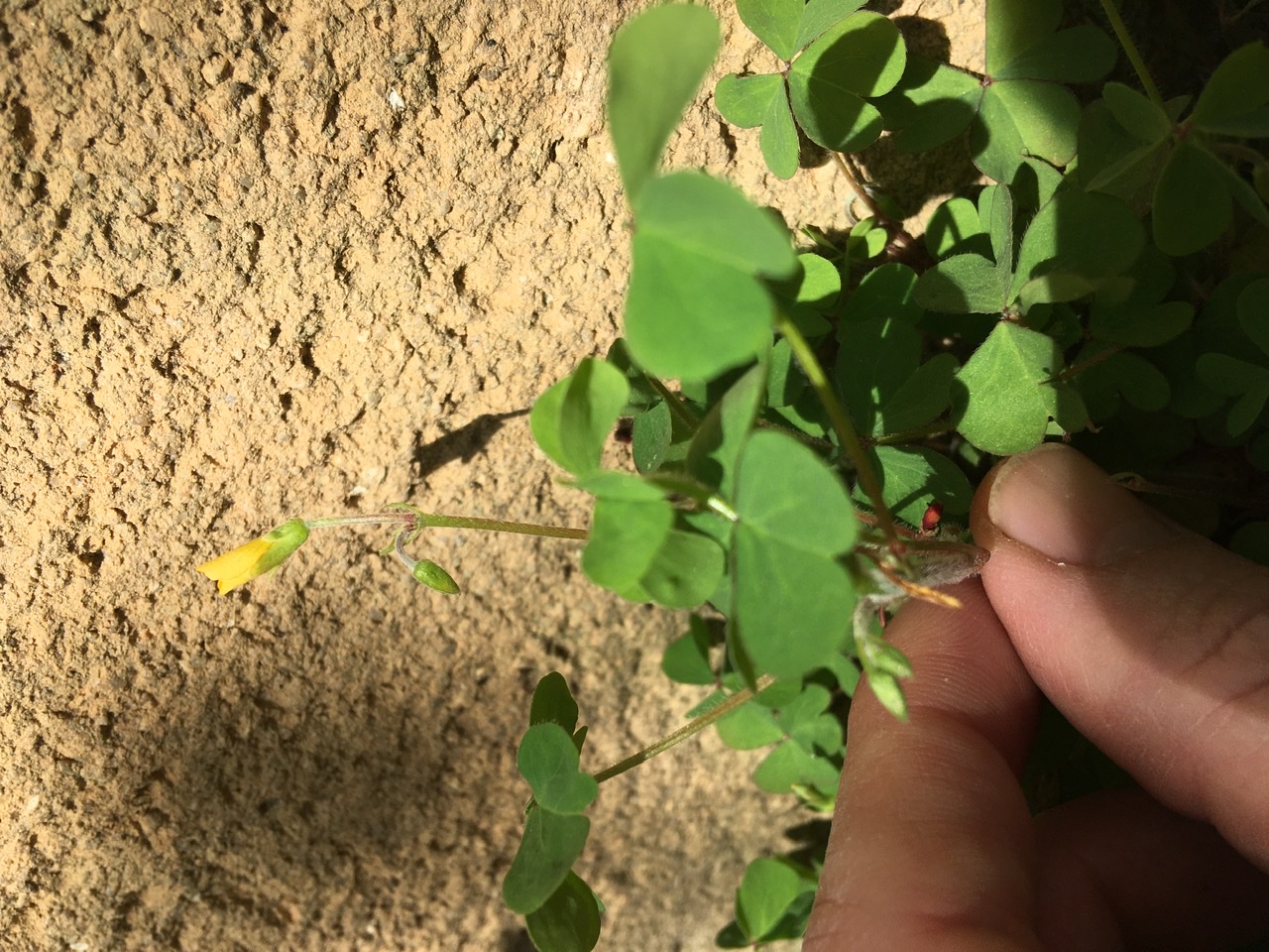 Annexe Vue de la fleur.jpeg