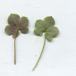 Annexe cymbalaria muralis feuilles.jpg