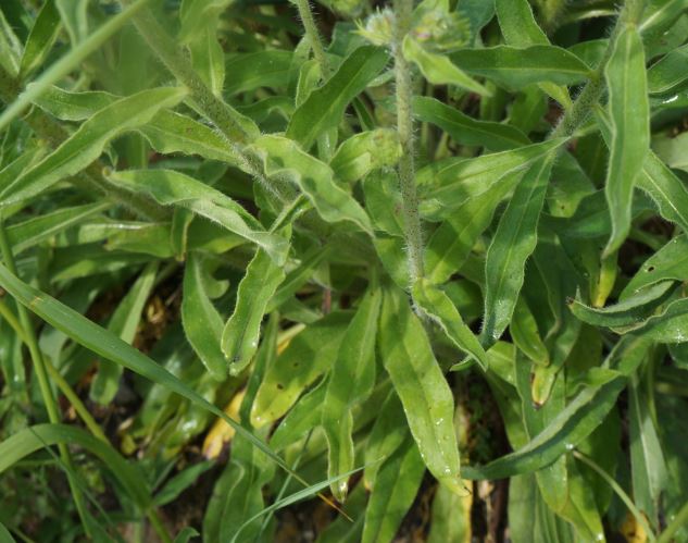 Annexe Echirum vulgare2.JPG