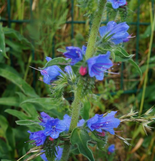 Annexe Echirum vulgare3.JPG