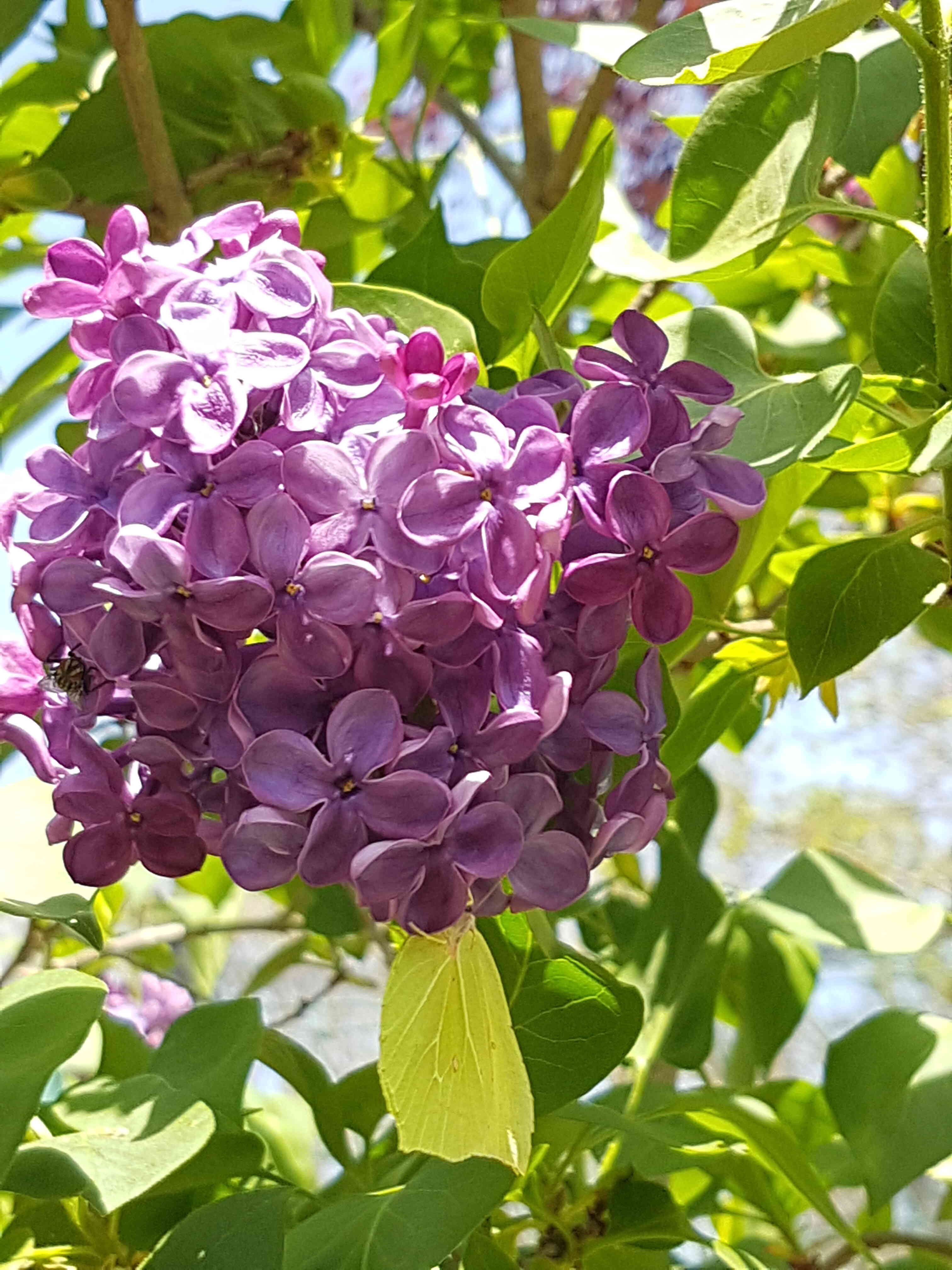 Annexe 20200416_133710.jpg