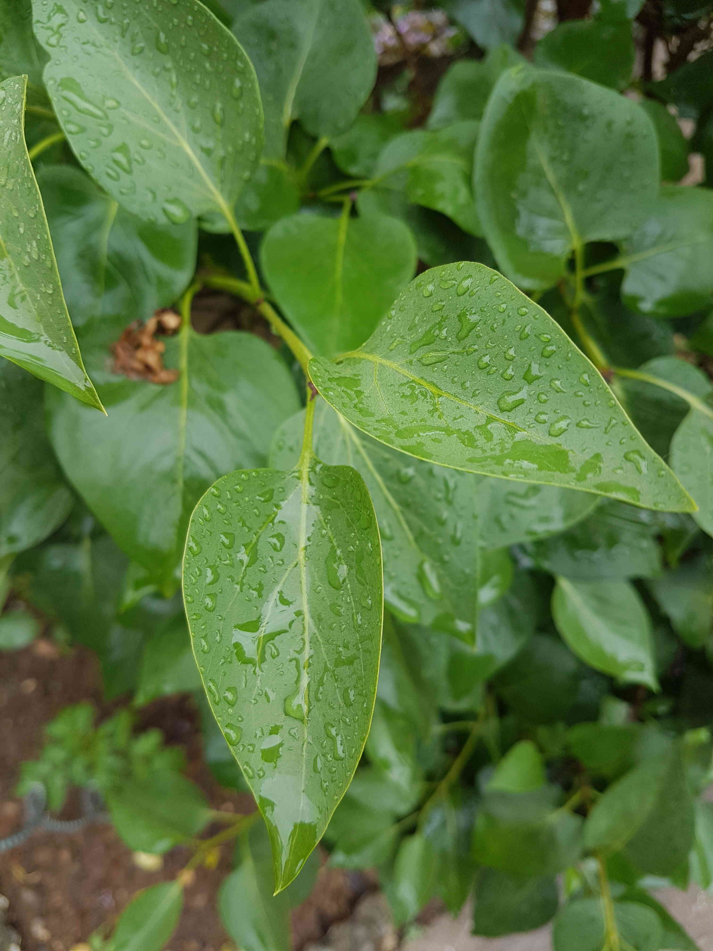 Annexe 20200501_175001.jpg