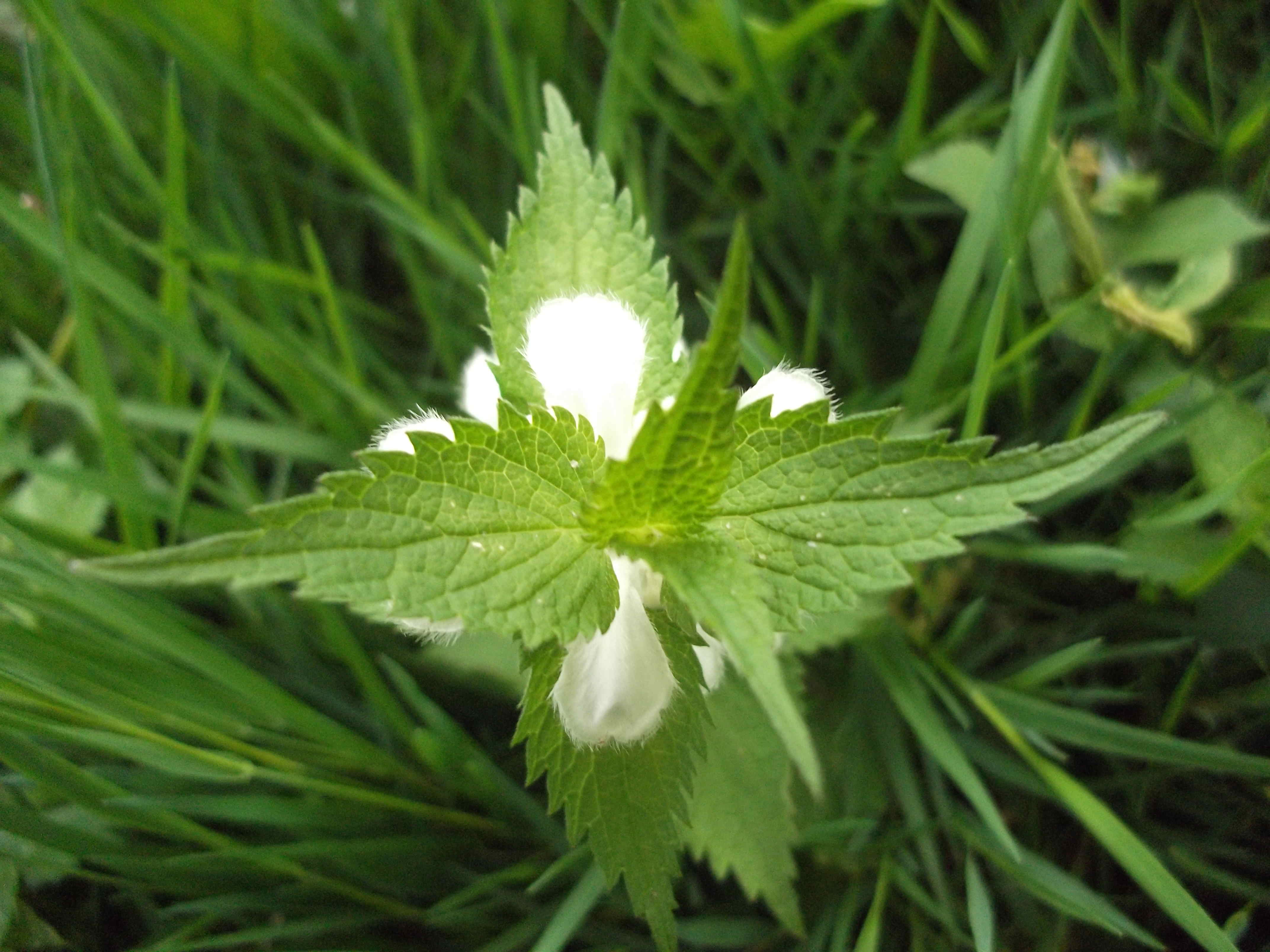 Annexe lamier-blanc_vue-dessus.JPG