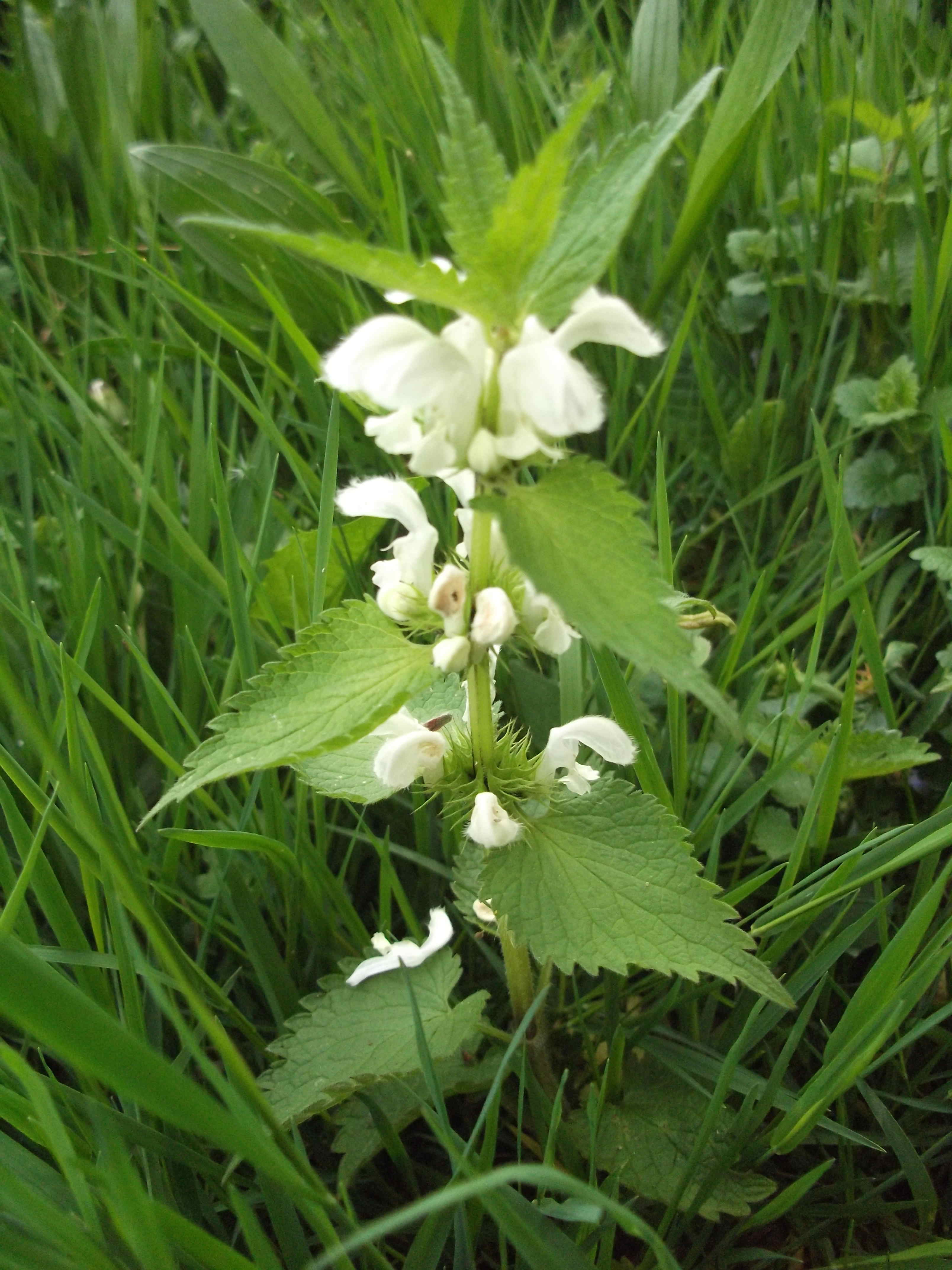 Annexe lamier-blanc_vue-globale.JPG