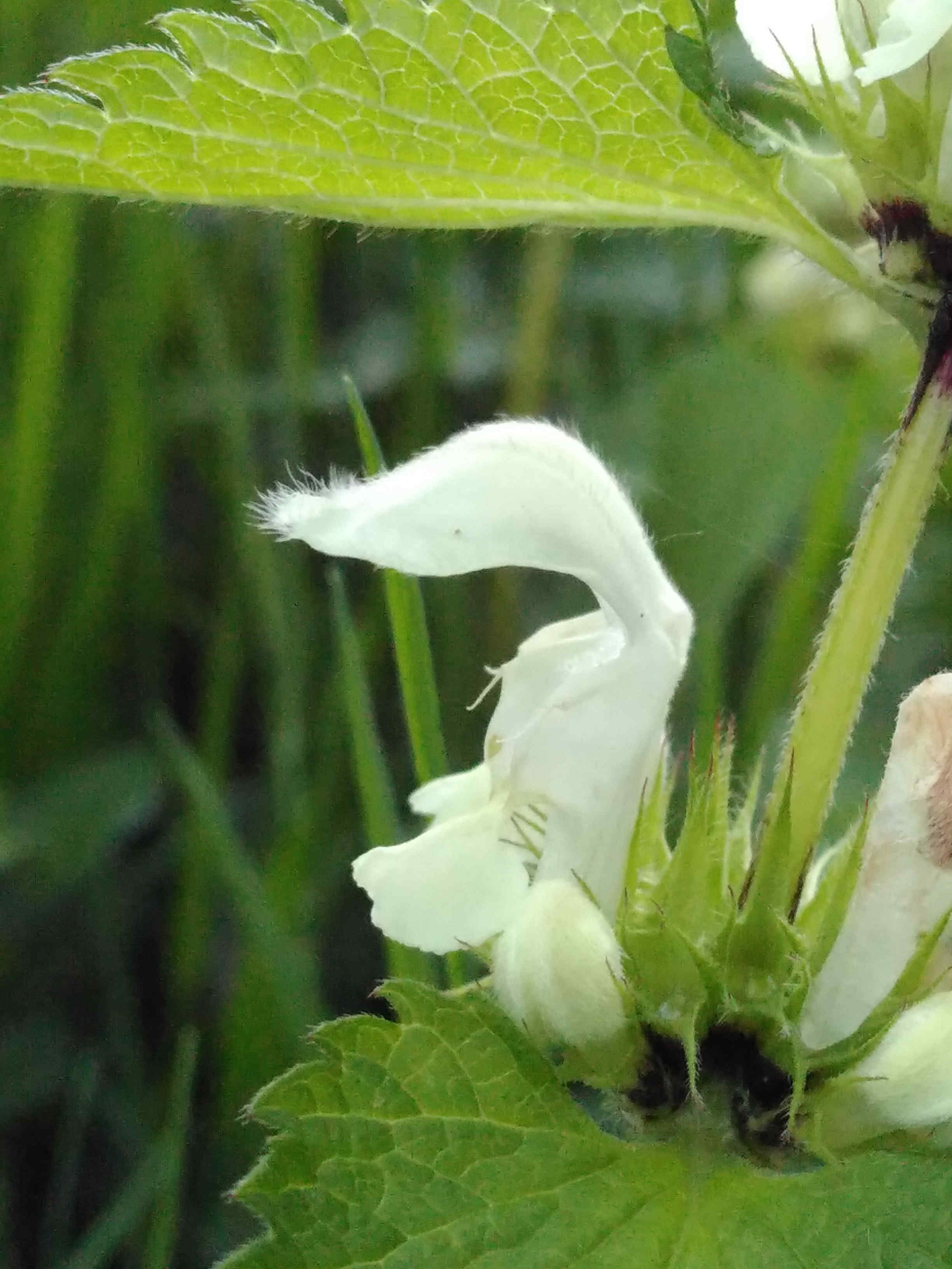 Annexe lamier-blanc_vue-profil.JPG