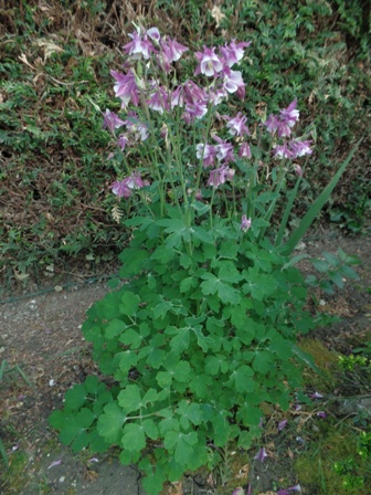 Annexe Ancolie 2.JPG