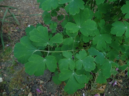 Annexe Ancolie 3.JPG