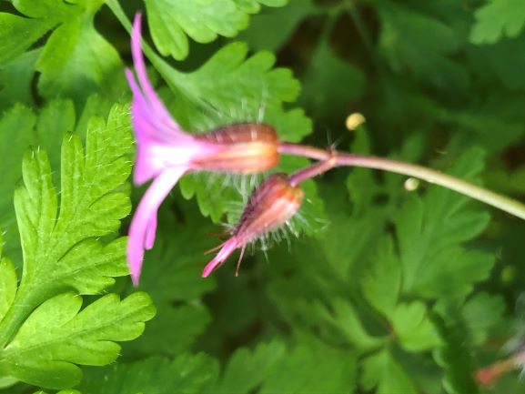 Annexe IMG-4550 (3).jpg